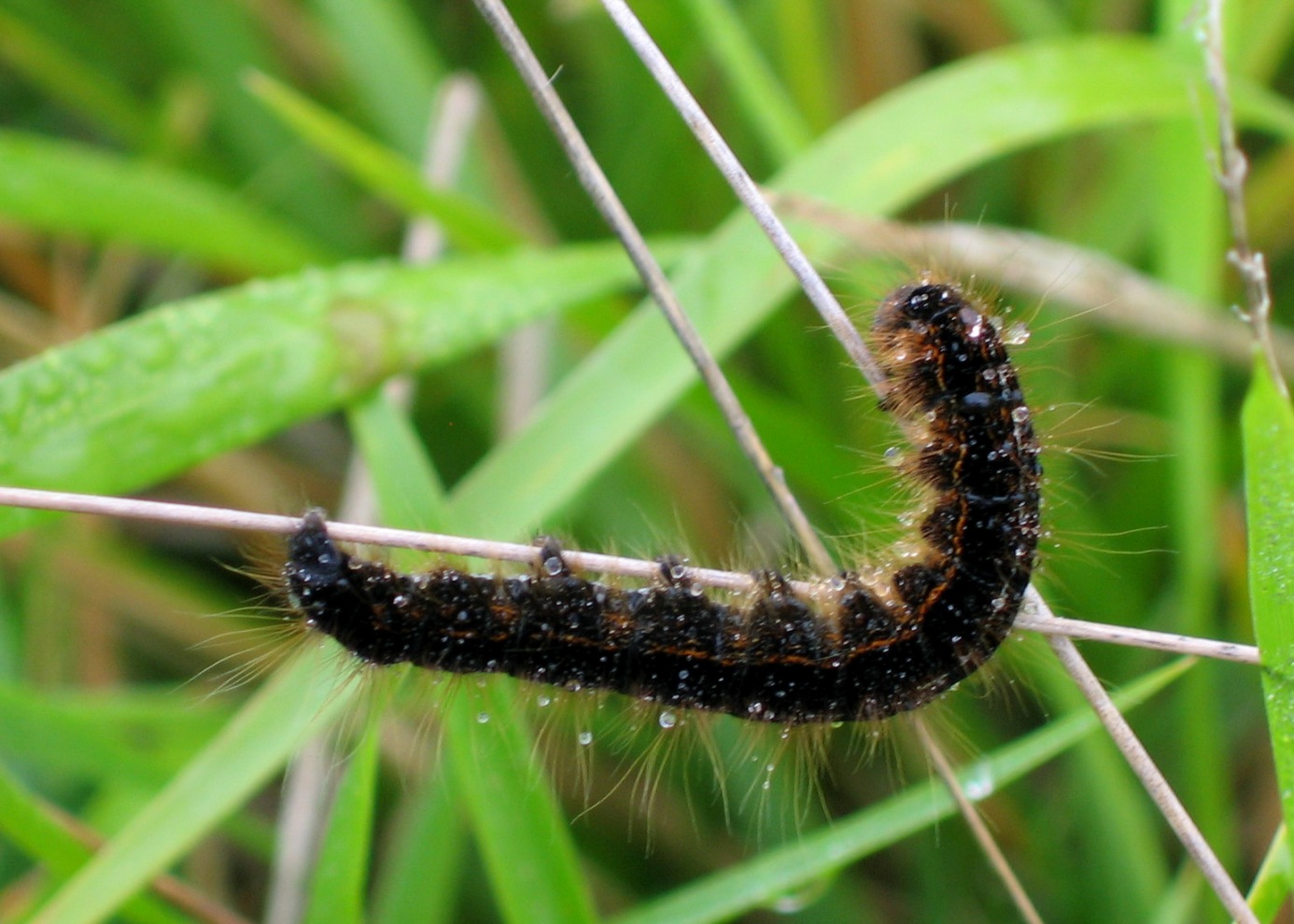 bruco da identificare